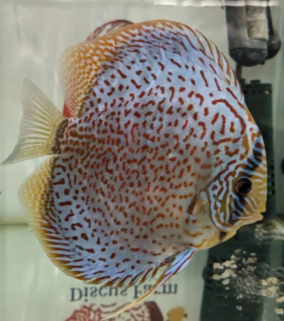 discus leopard adulte numero 0010