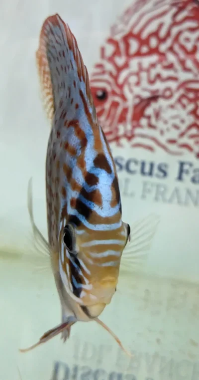 Discus leopard selection numero 11