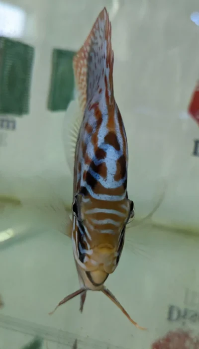 Discus leopard selection numero 11