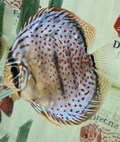 Discus leopard selection numero 11
