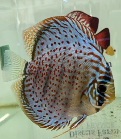 Discus leopard selection numero 11