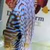 discus leopard ring numero 0012