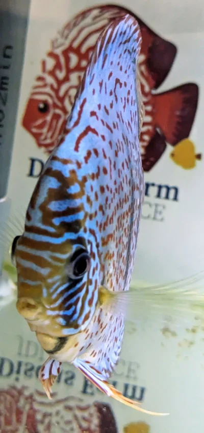 discus leopard ring numero 0012