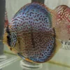 discus leopard ring numero 0012