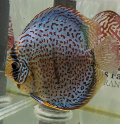 discus leopard ring numero 0012