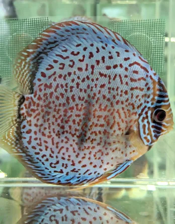 discus leopard ring numero 0012