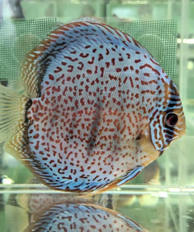 discus leopard ring numero 0012