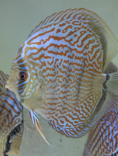 discus-selection-turquoise-rouge-12cm-left discus turquoise rouge de 12cm selection N°13