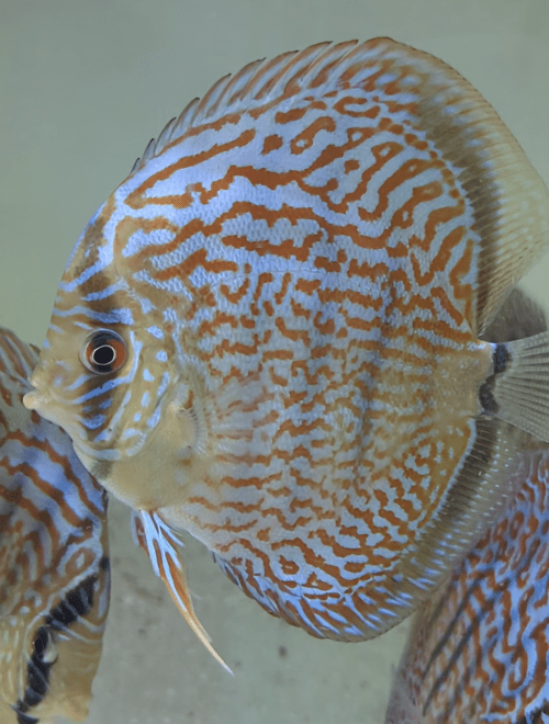 discus turquoise rouge de 12cm selection N°13