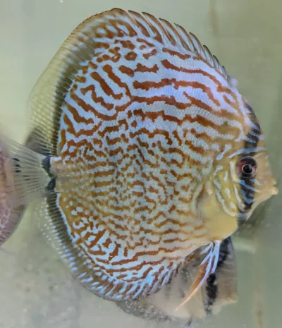 discus-selection-turquoise-rouge-12cm-right discus turquoise rouge de 12cm selection N°13