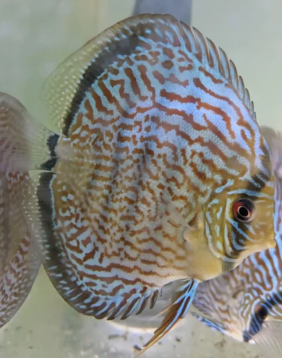 discus-turquoise-rouge-black-rim-12cm-right discus turquoise rouge de 12cm selection N°13