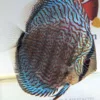 discus turquoise selection numero 0014