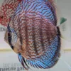 discus turquoise selection numero 0014