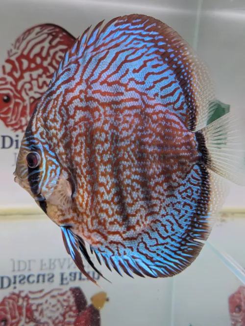 discus turquoise selection numero 0014