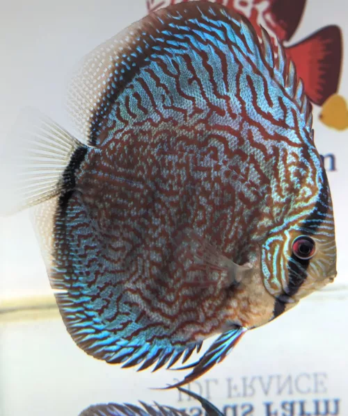 discus turquoise selection numero 0014