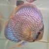 Discus turquoise rouge n19