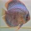Discus turquoise rouge n19