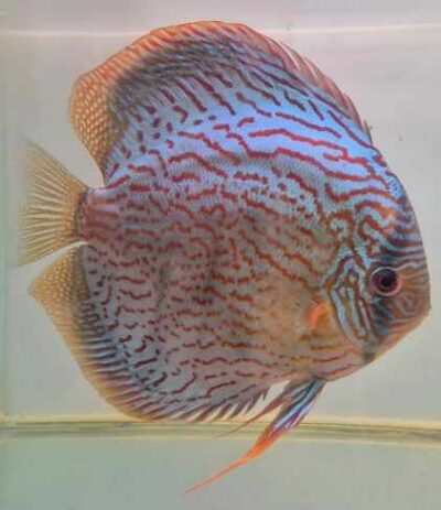 Discus turquoise rouge n19
