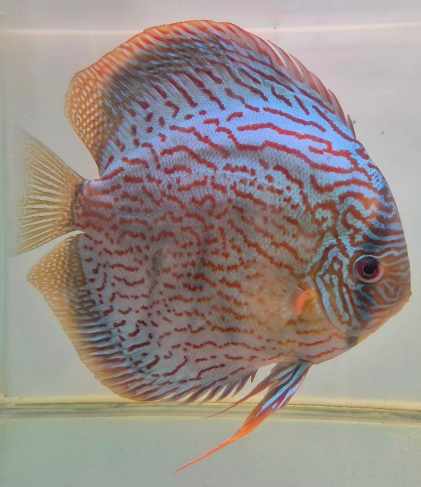 Discus turquoise rouge n19