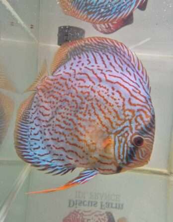 Discus turquoise rouge n19