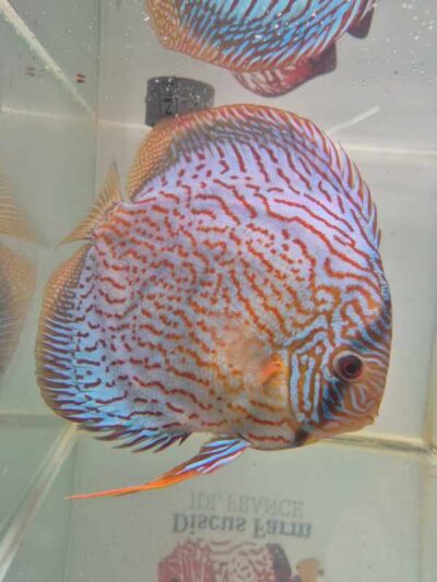 Discus turquoise rouge n19