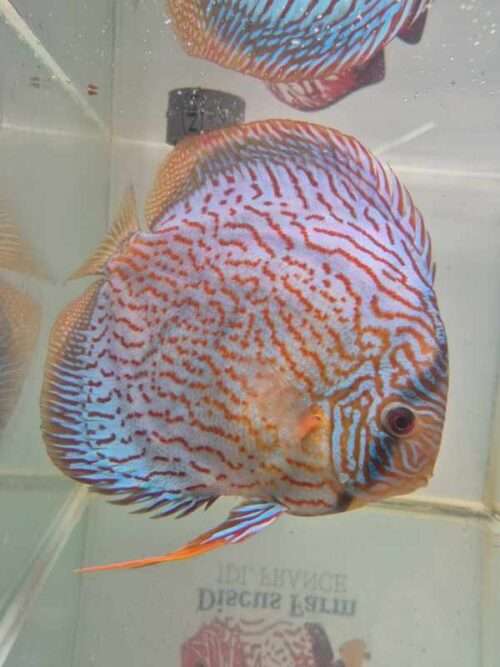 Discus turquoise rouge n19