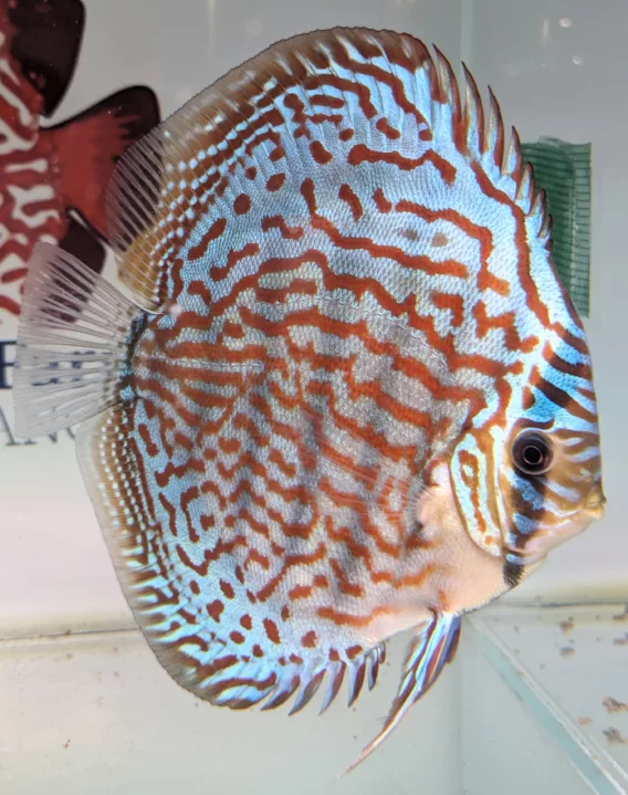discus turquoise brillant selection N°15
