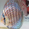 discus turquoise brillant selection N°15