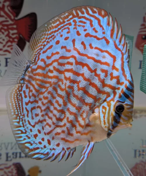 discus turquoise brillant selection N°15