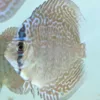 discus super Maze colorfull 5cm