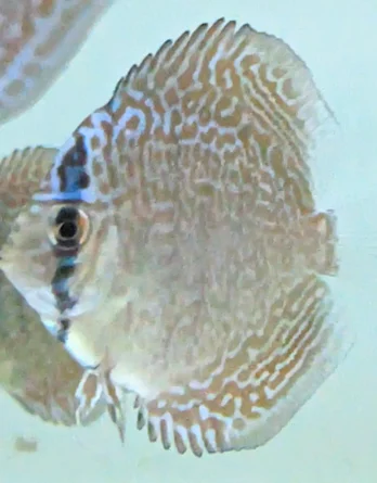discus super Maze colorfull 5cm