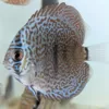 discus super Maze colorfull 7cm