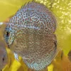 discus super Maze colorfull