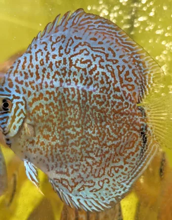 discus super Maze colorfull