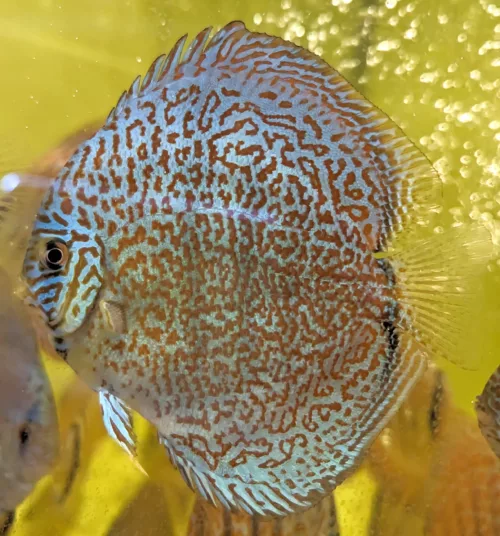 discus super Maze colorfull