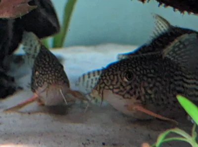 corydoras-sterbai-adulte-2 Corydoras Sterbaî poissons de fond