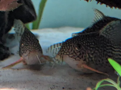 Corydoras Sterbaî poissons de fond