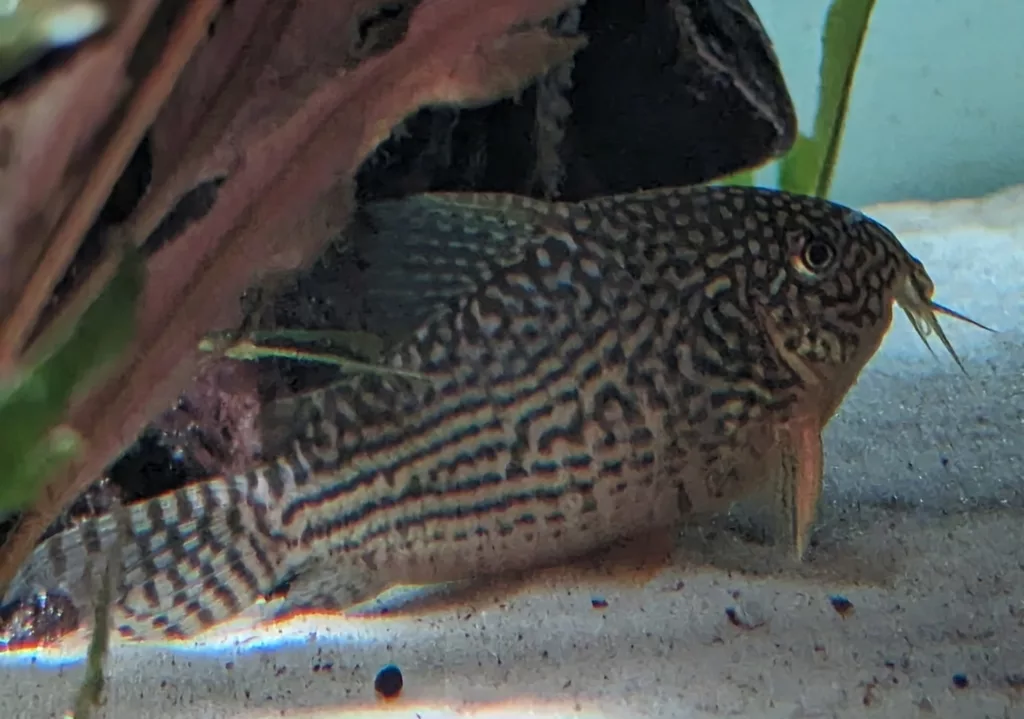 Corydoras Sterbaî poissons de fond
