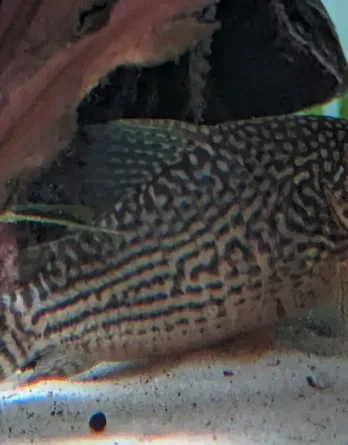 Corydoras Sterbaî poissons de fond