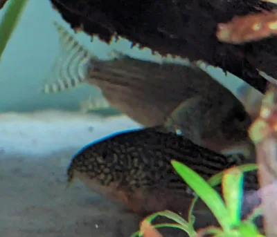 corydoras-sterbai-adulte Corydoras Sterbaî poissons de fond