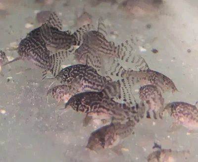corydoras-sterbai-groupe-2-3cm Corydoras Sterbaî poissons de fond