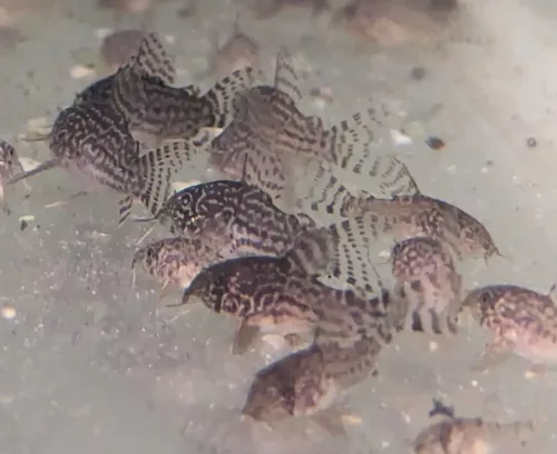 Corydoras Sterbaî poissons de fond