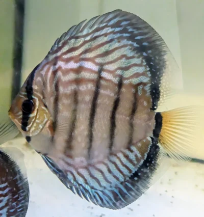 discus-semi-royal-left Discus F1 semi royal