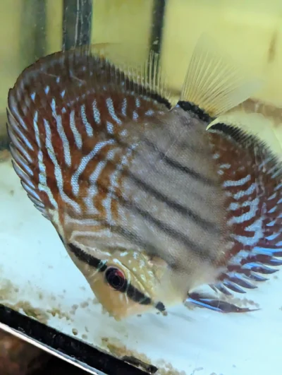 discus-semi-royal-left2 Discus F1 semi royal
