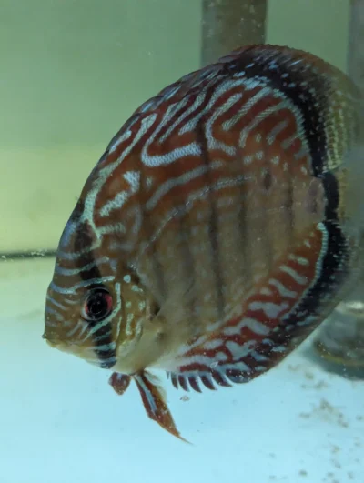 discus-semi-royal-left3 Discus F1 semi royal