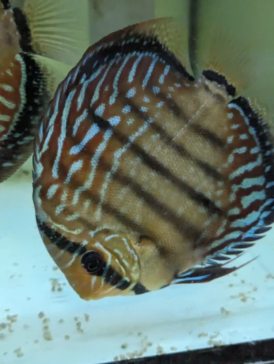 discus-semi-royal-left4 Discus F1 semi royal