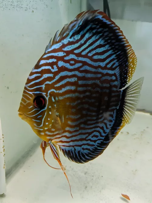 discus turquoise Fx