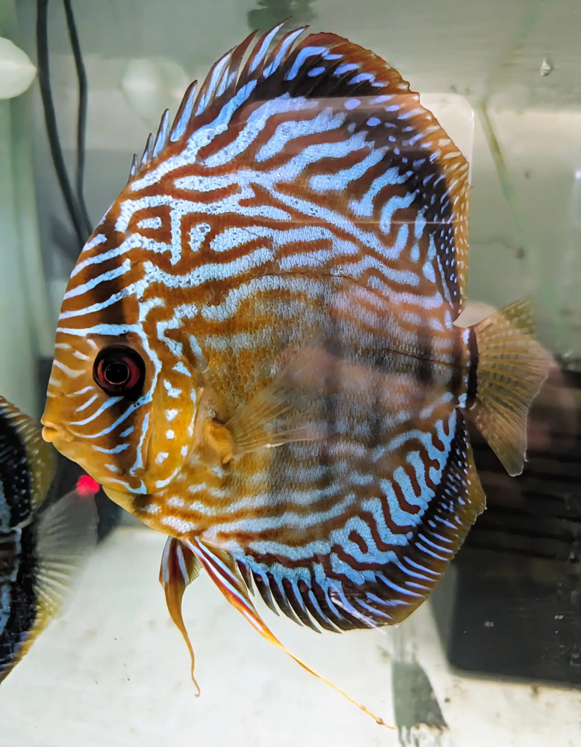 discus turquoise Fx