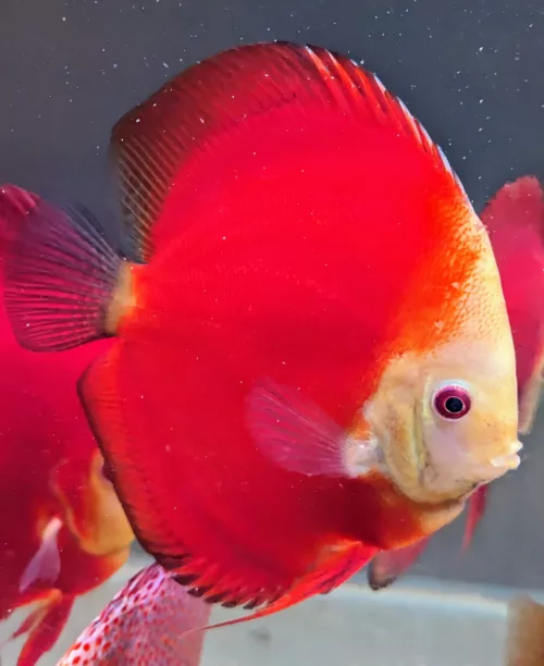 discus deep red