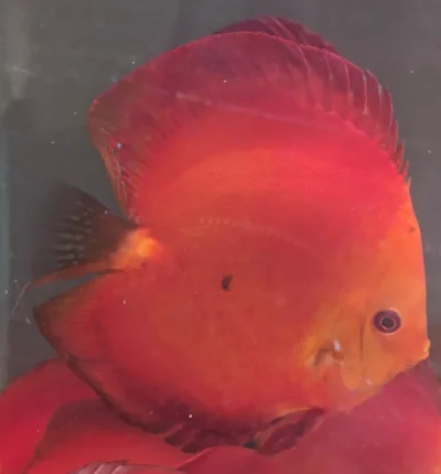 discus deep red